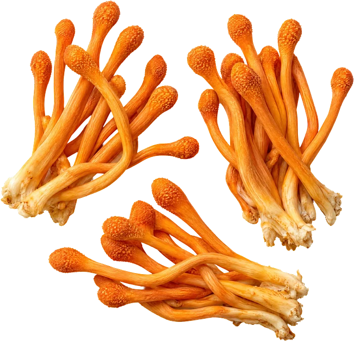 Cordyceps, orange club-shaped mushrooms.