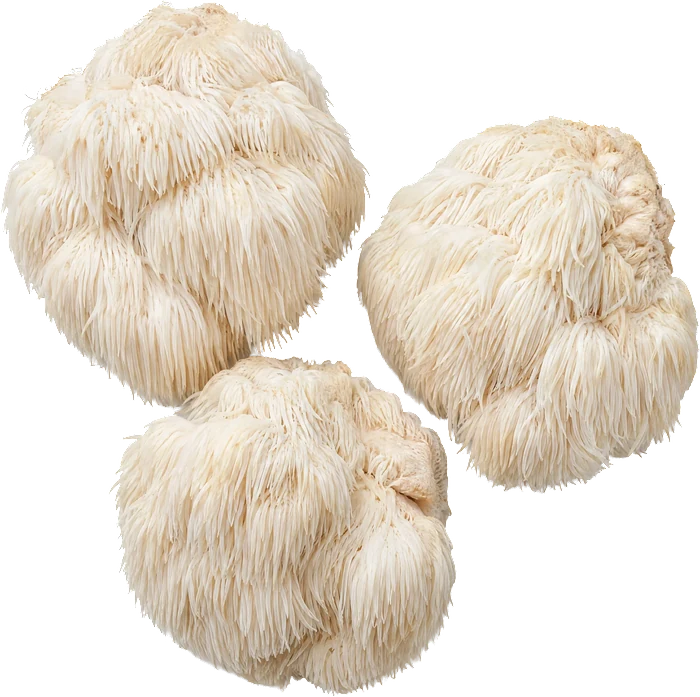 Lion's Mane mushrooms, white and shaggy.